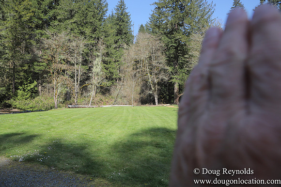 Eagle Fern Camp