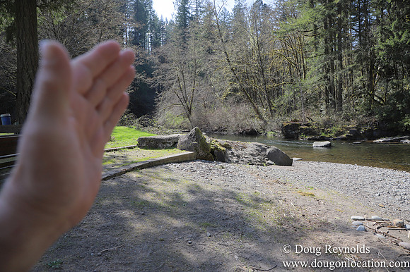 Eagle Fern Camp