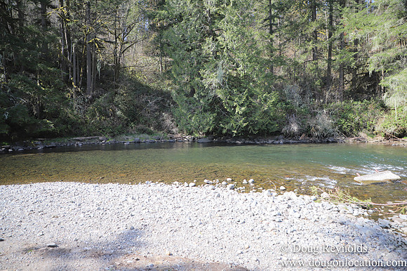 Eagle Fern Camp