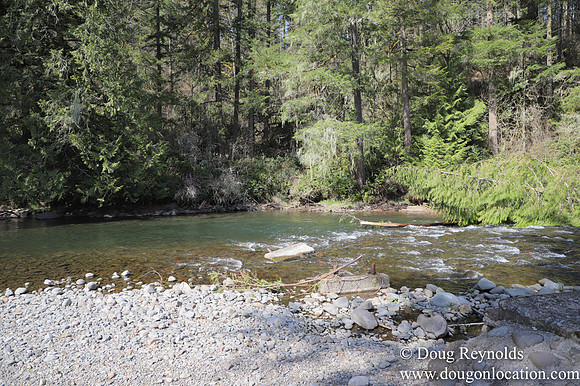 Eagle Fern Camp