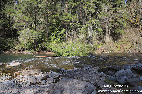 Eagle Fern Camp