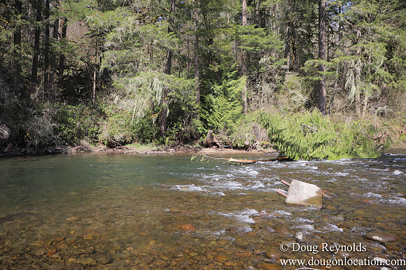 Eagle Fern Camp