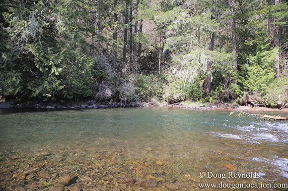 Eagle Fern Camp