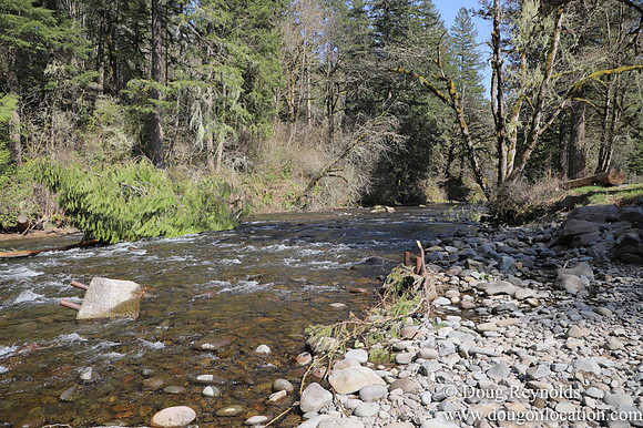 Eagle Fern Camp