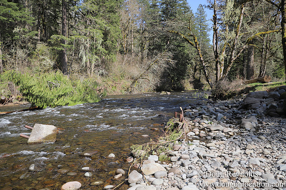 Eagle Fern Camp