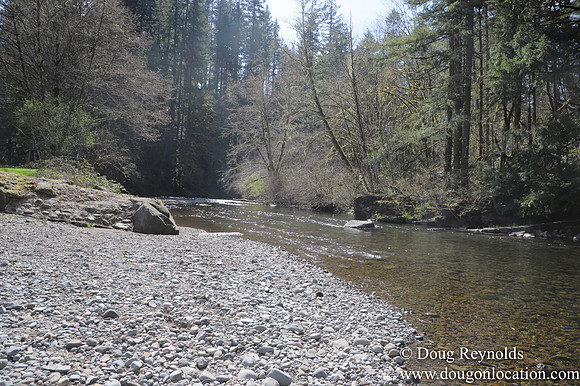Eagle Fern Camp