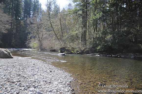 Eagle Fern Camp