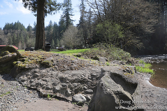 Eagle Fern Camp