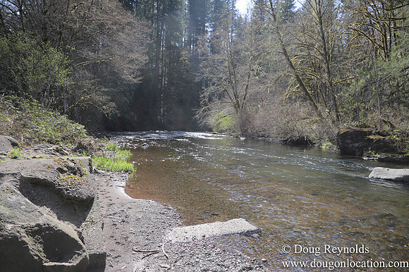 Eagle Fern Camp