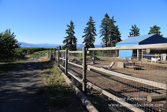 Patricks Farm Well maintained property, Lots of flowers Old Barn Farm House fruit trees Berries, Goats, Chicken’s, Turkey,