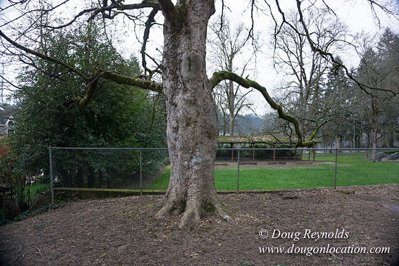 Sellwood Park-2370