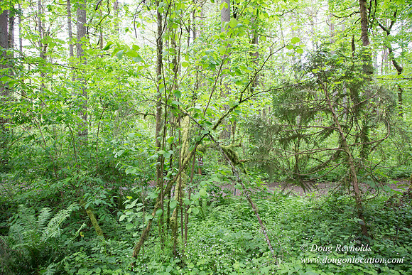 Tryon State Park