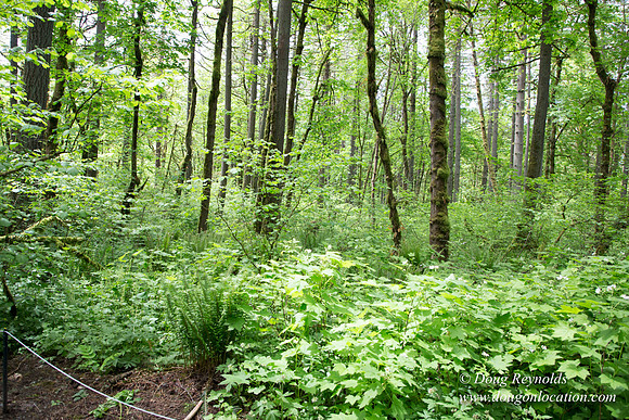 Tryon State Park