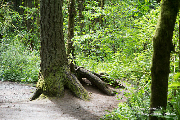 Tryon State Park