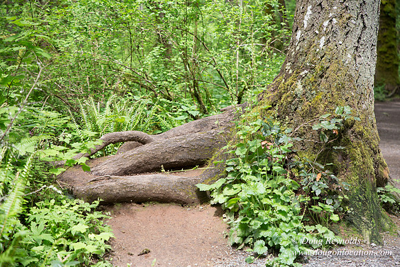 Tryon State Park