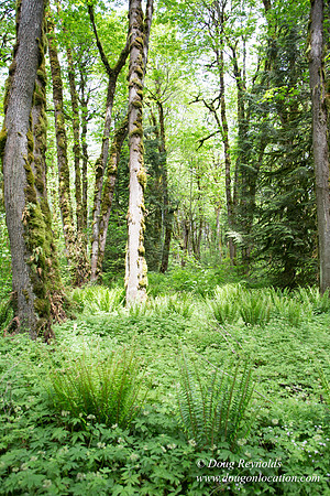 Tryon State Park