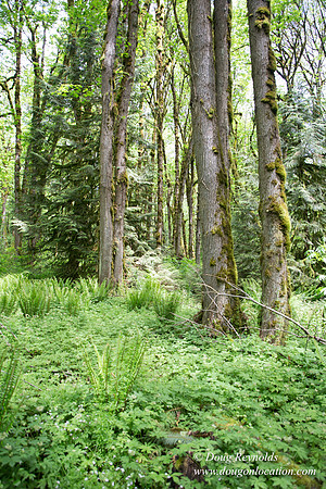 Tryon State Park