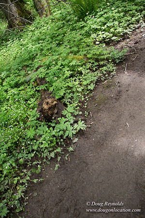 Tryon State Park