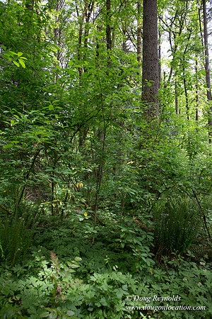 Tryon State Park