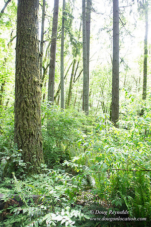 Tryon State Park
