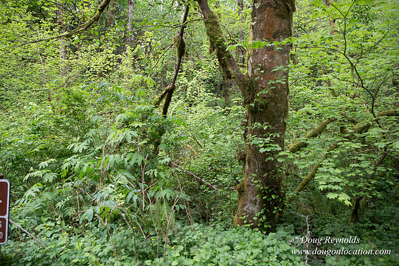 Tryon State Park