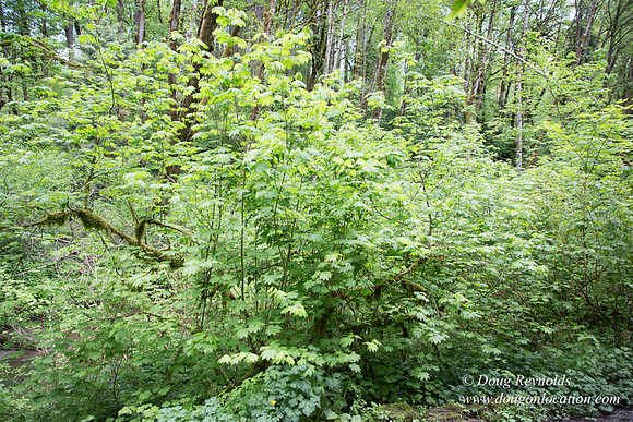 Tryon State Park