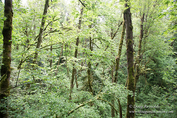 Tryon State Park