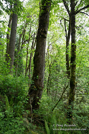 Tryon State Park