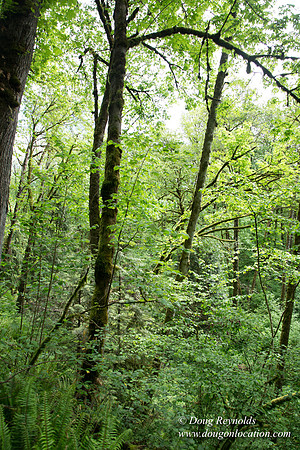 Tryon State Park