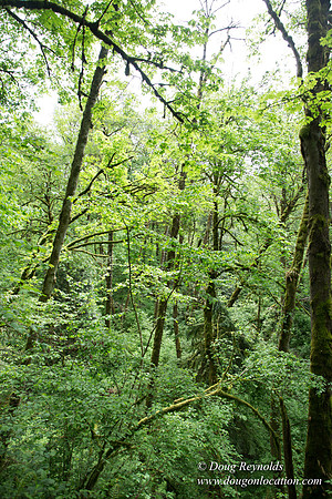 Tryon State Park
