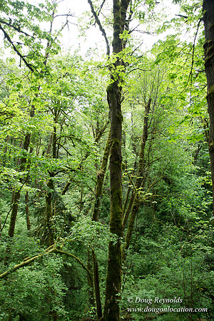 Tryon State Park