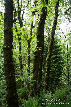 Tryon State Park