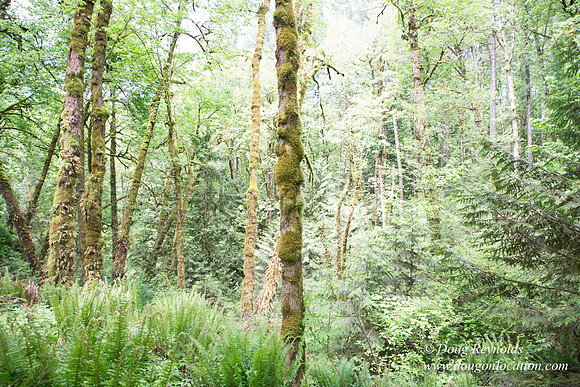 Tryon State Park