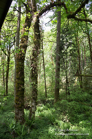 Tryon State Park