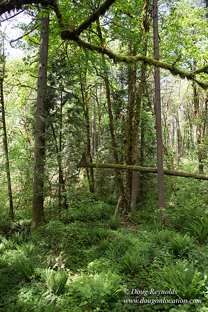 Tryon State Park