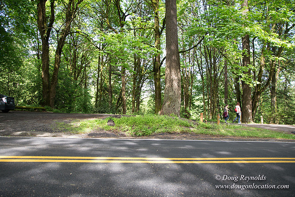 Wild Wood Trail Parking
