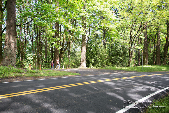 Wild Wood Trail Parking