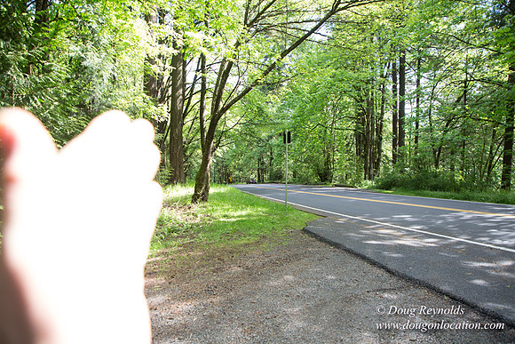 Wild Wood Trail Parking