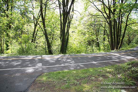 Wild Wood Trail Parking