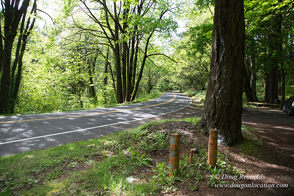 Wild Wood Trail Parking