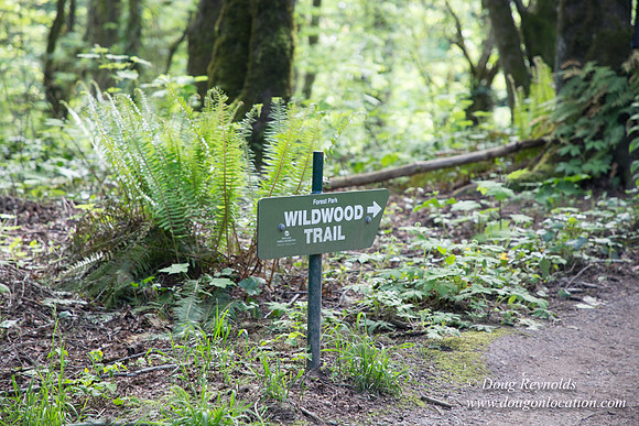 Wild Wood Upper Trail