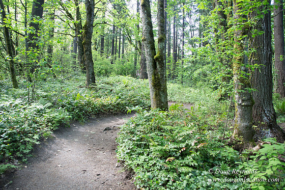 Wild Wood Upper Trail