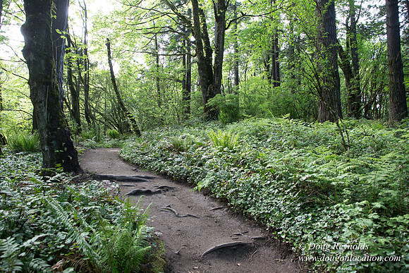 Wild Wood Upper Trail