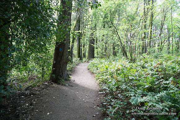 Wild Wood Upper Trail