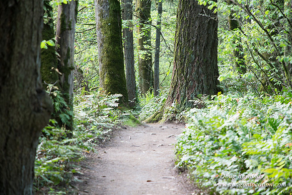 Wild Wood Upper Trail