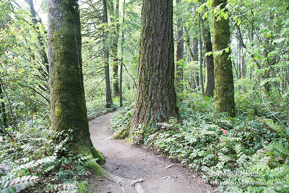 Wild Wood Upper Trail