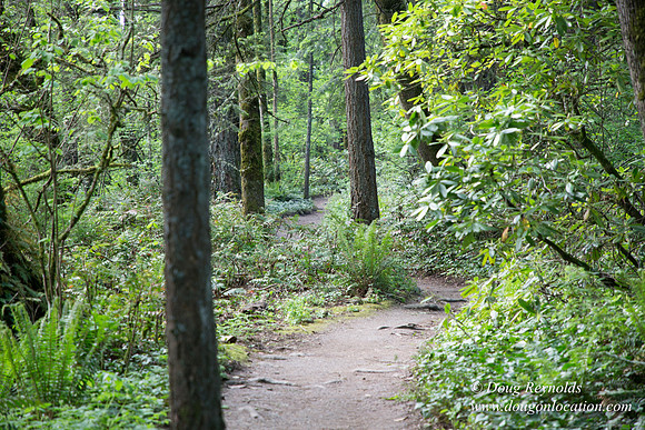 Wild Wood Upper Trail