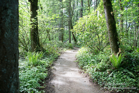 Wild Wood Upper Trail
