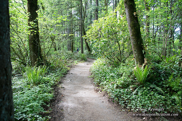 Wild Wood Upper Trail