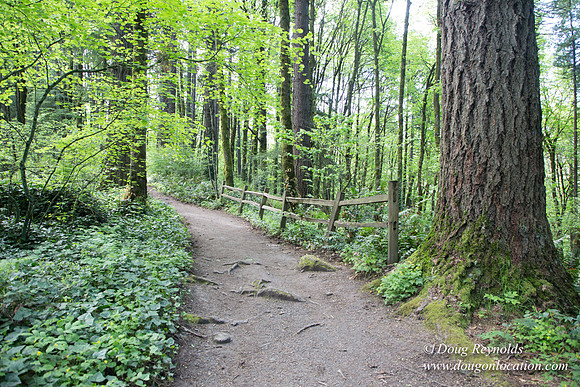 Wild Wood Upper Trail